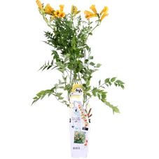 Campsis Summer Jazz Gold Trumpet.png