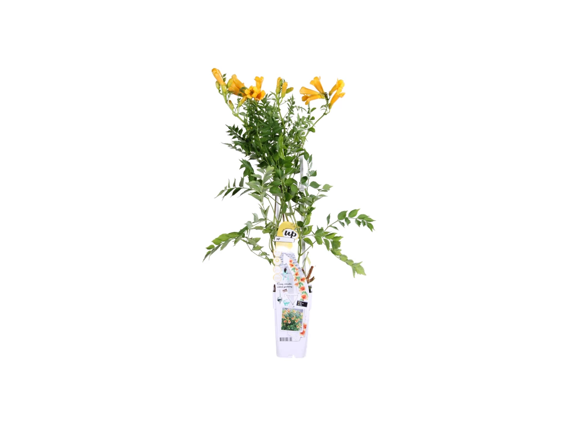 Campsis Summer Jazz Gold Trumpet.png