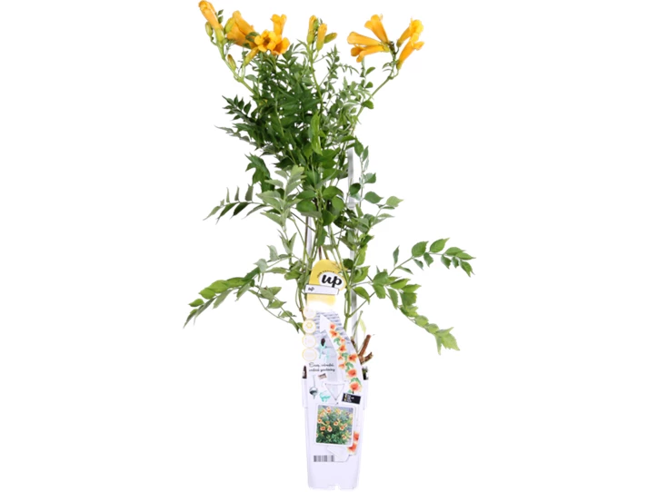 Campsis Summer Jazz Gold Trumpet.png