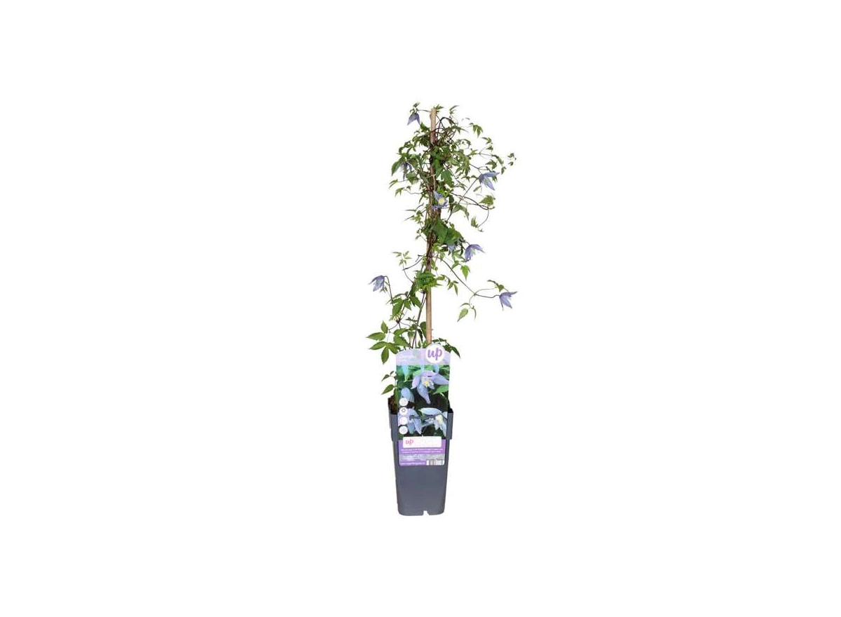 Clematis-Alpina-1stok.jpg