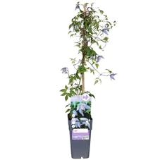 Clematis-Alpina-1stok.jpg