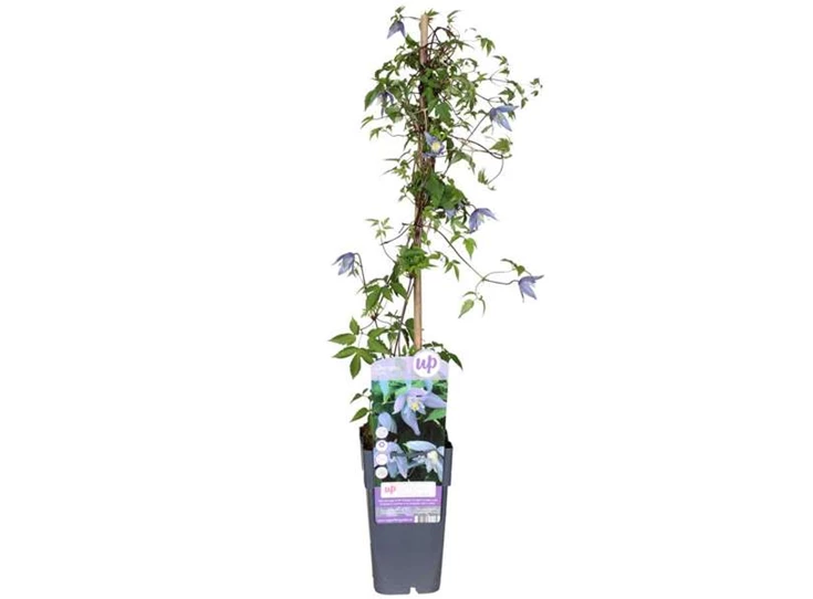 Clematis-Alpina-1stok.jpg