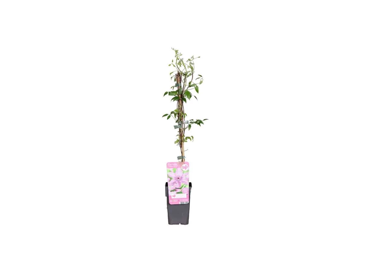 Clematis-Hagley-Hybrid.jpg