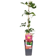 Clematis-Ernest-Markham-1stok.jpg