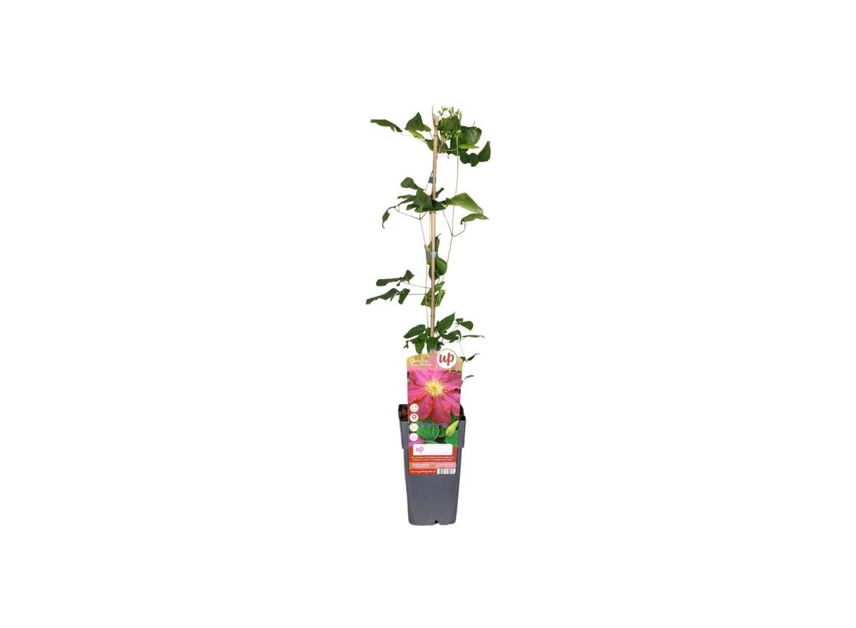 Clematis-Ernest-Markham-1stok.jpg