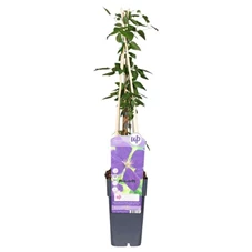 Clematis-Jackmanii.jpg