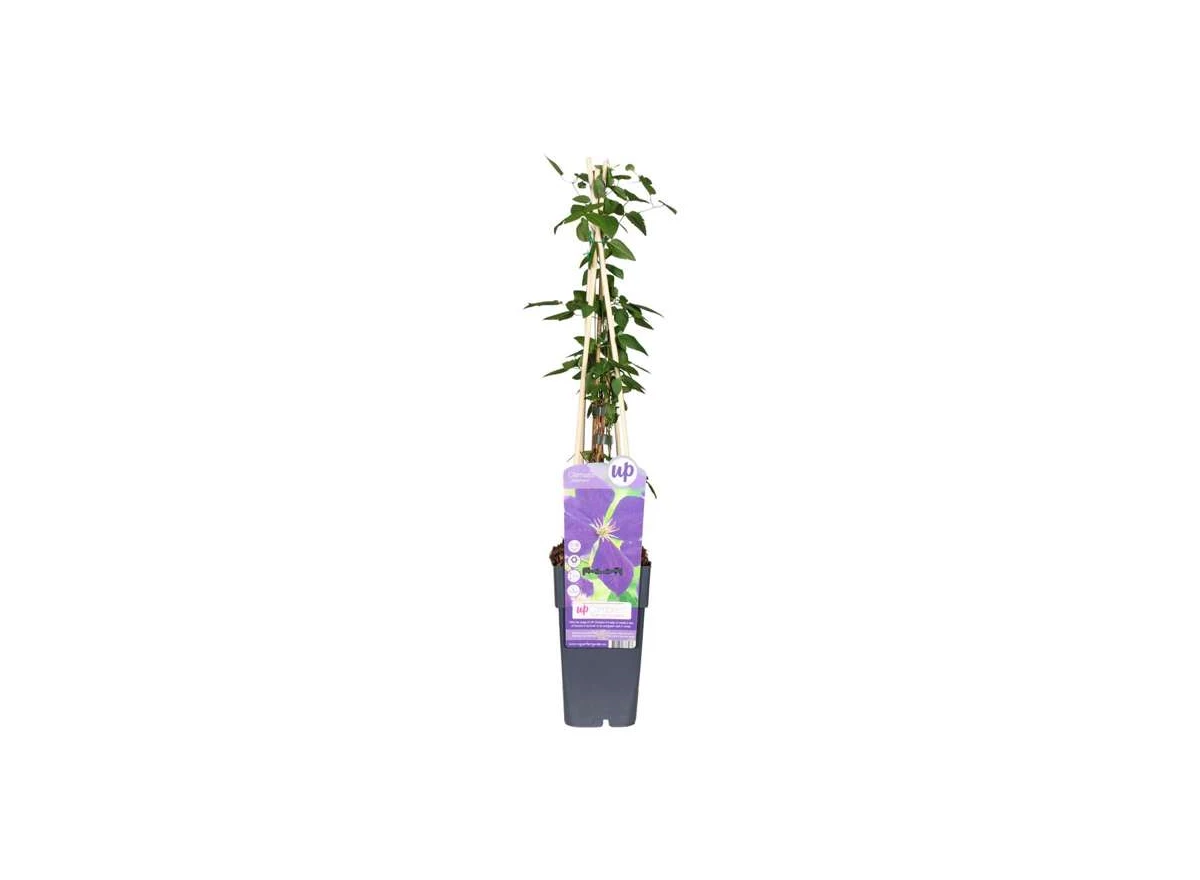Clematis-Jackmanii.jpg