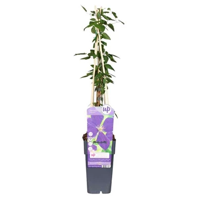Clematis-Jackmanii.jpg