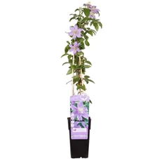 Clematis Justa.jpg