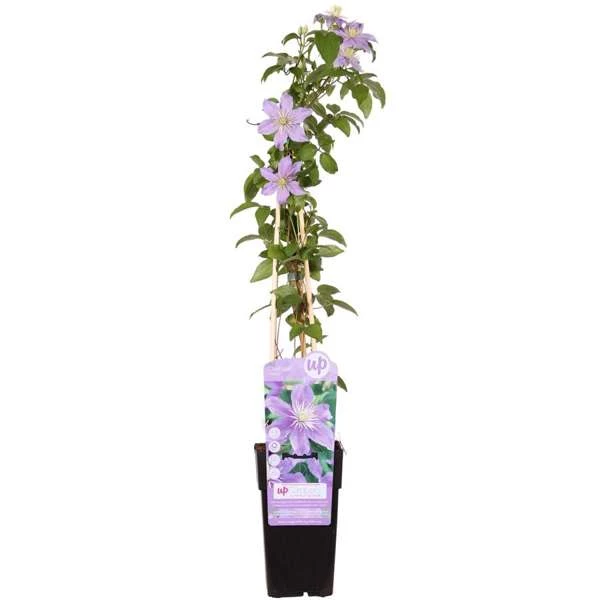 Clematis Justa.jpg