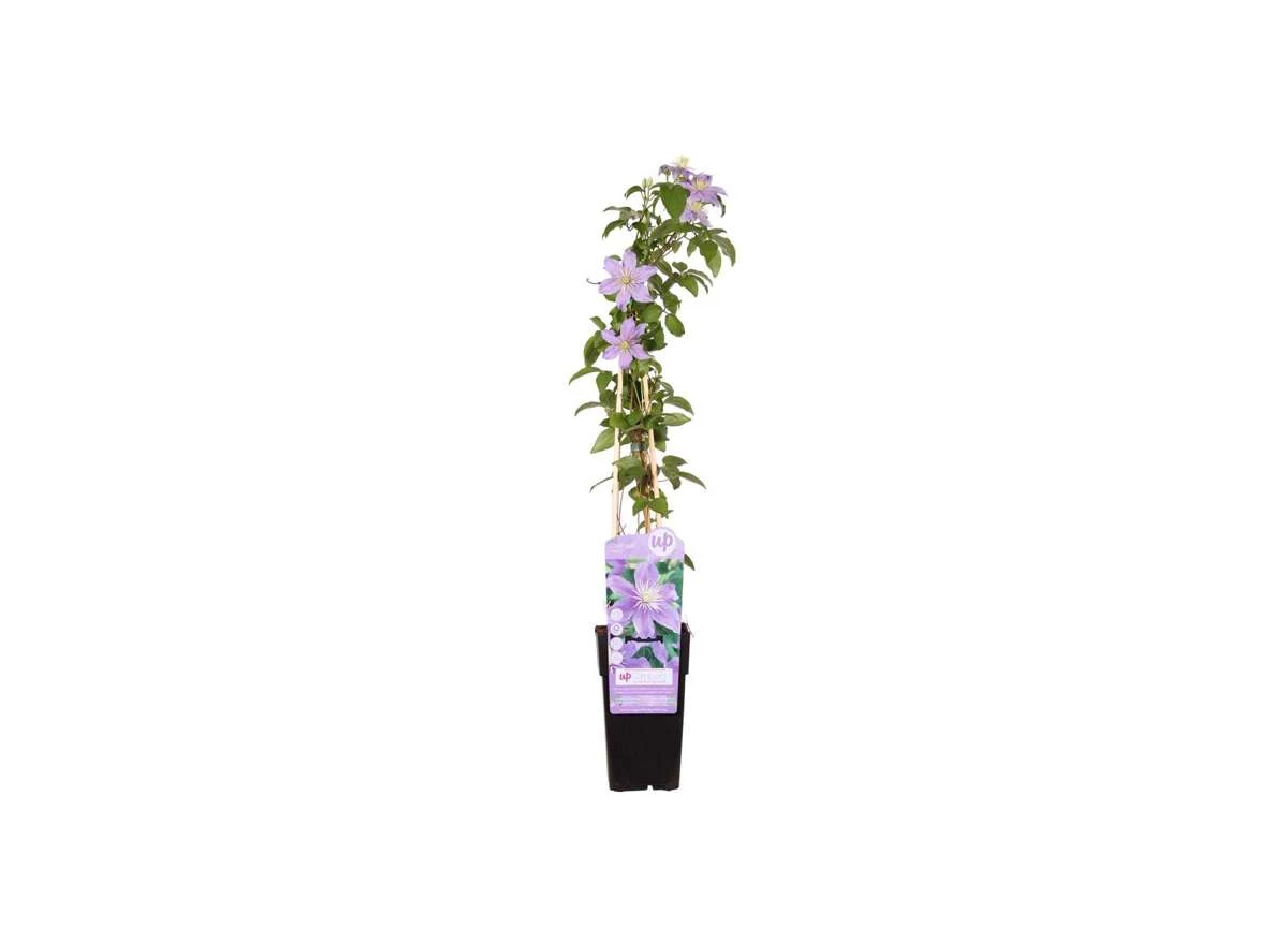 Clematis Justa.jpg