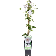 Clematis-Miss-Bateman.jpg