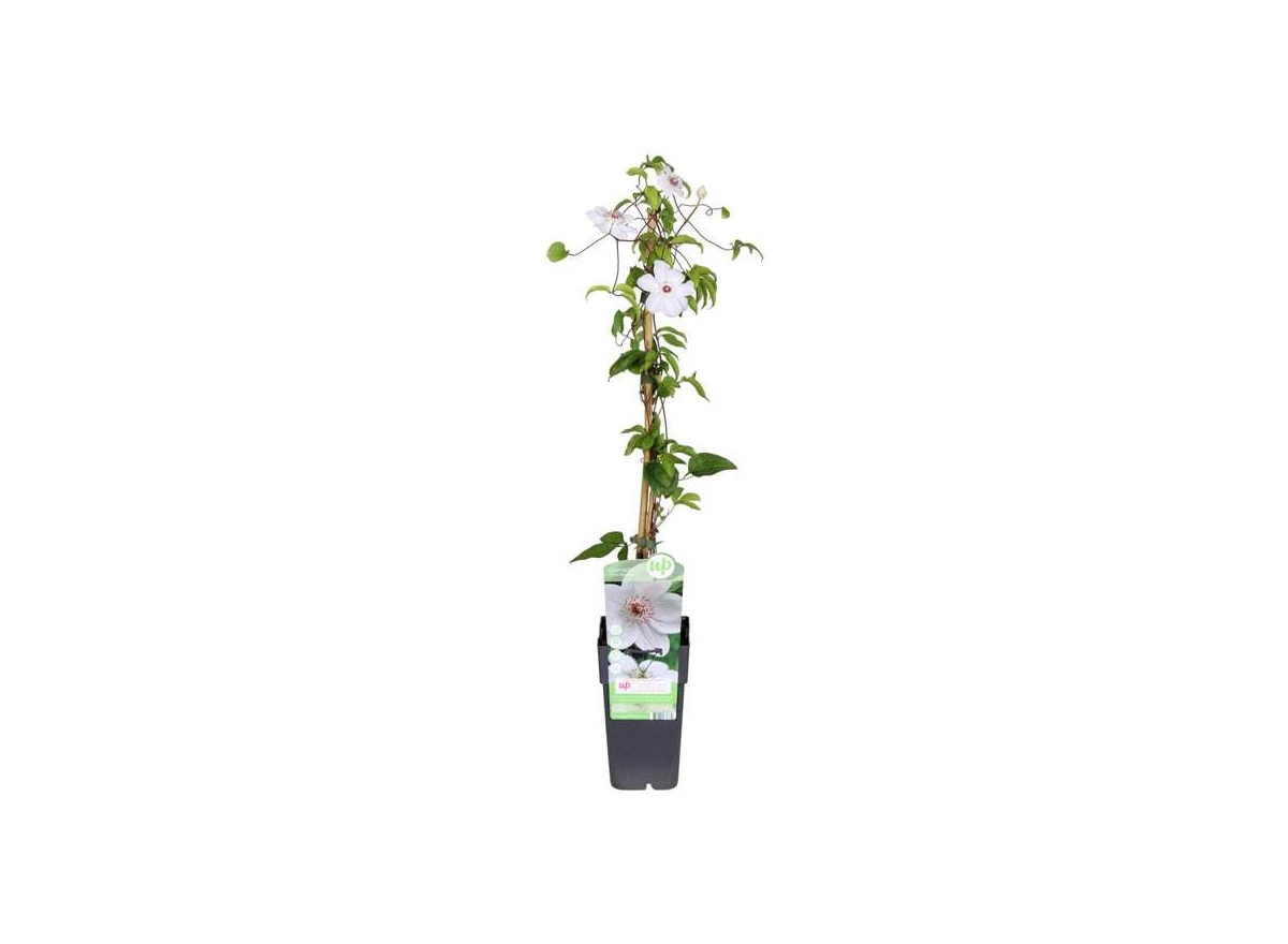 Clematis-Miss-Bateman.jpg