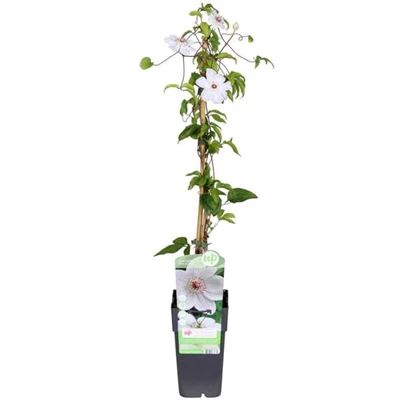 Clematis-Miss-Bateman.jpg