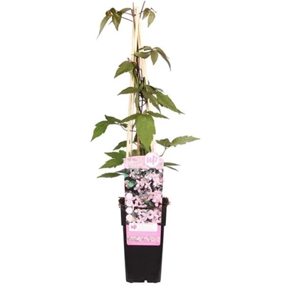 Clematis Montana Fragrant Spring.jpg
