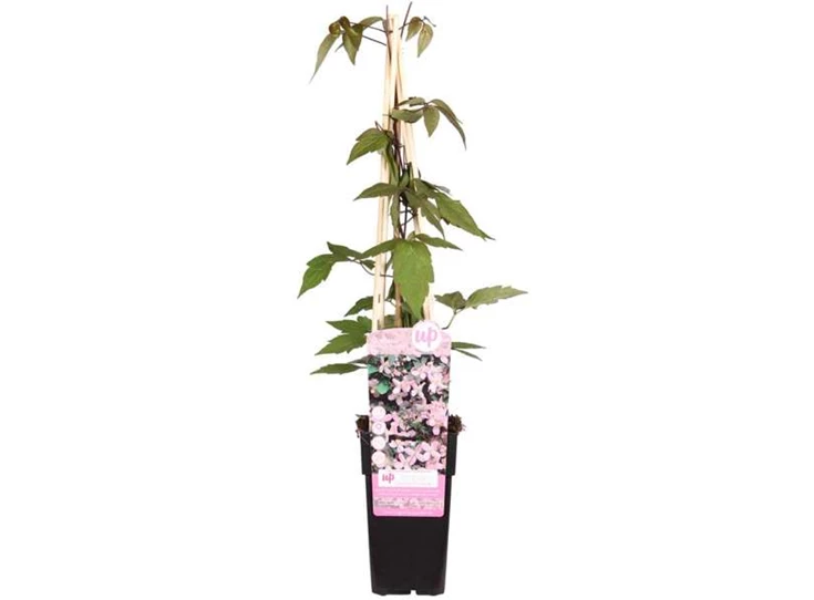 Clematis Montana Fragrant Spring.jpg