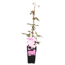 Clematis Montana Mayleen.png