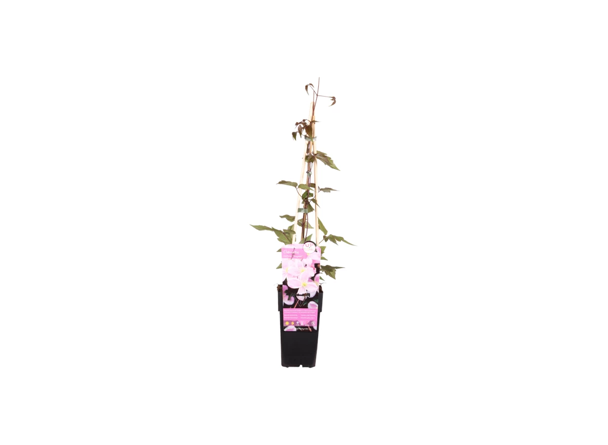 Clematis Montana Mayleen.png