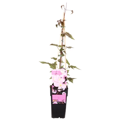 Clematis Montana Mayleen.png
