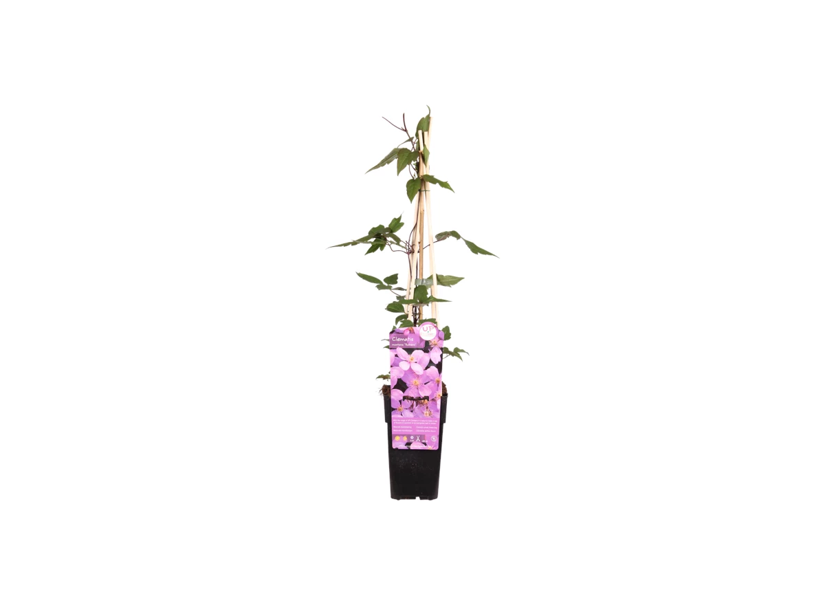 Clematis montana var. rubens.png