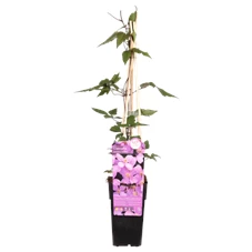 Clematis montana var. rubens.png