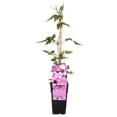 Clematis montana var. rubens.png