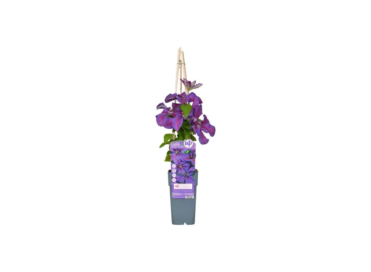 Clematis-Mrs-N-Thompson-bloem.jpg