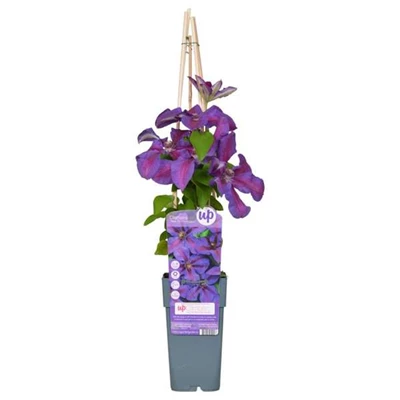 Clematis-Mrs-N-Thompson-bloem.jpg
