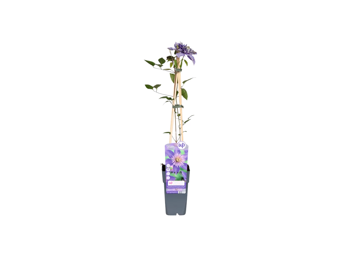 Clematis-Multi-Blue-bloem.png