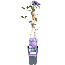 Clematis-Multi-Blue-bloem.png