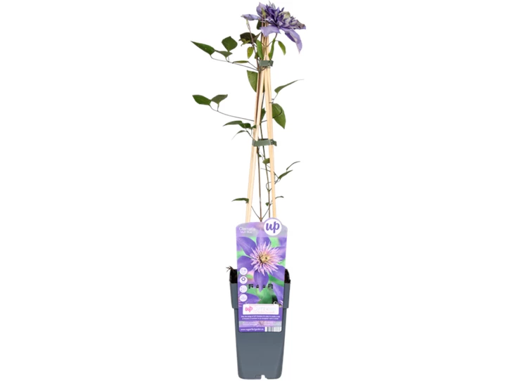 Clematis-Multi-Blue-bloem.png