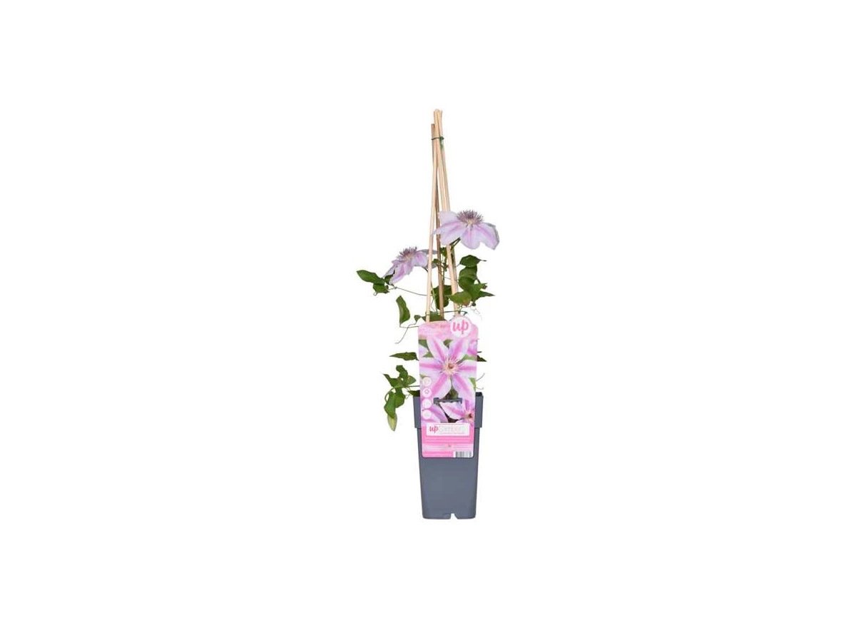 Clematis-Nelly-Moser.jpg