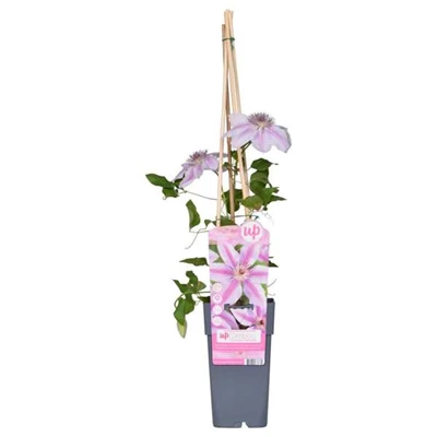 Clematis-Nelly-Moser.jpg