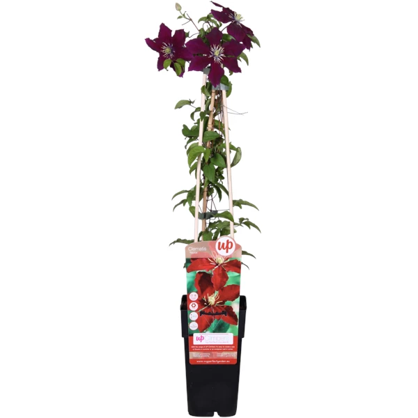 Clematis Niobe.png