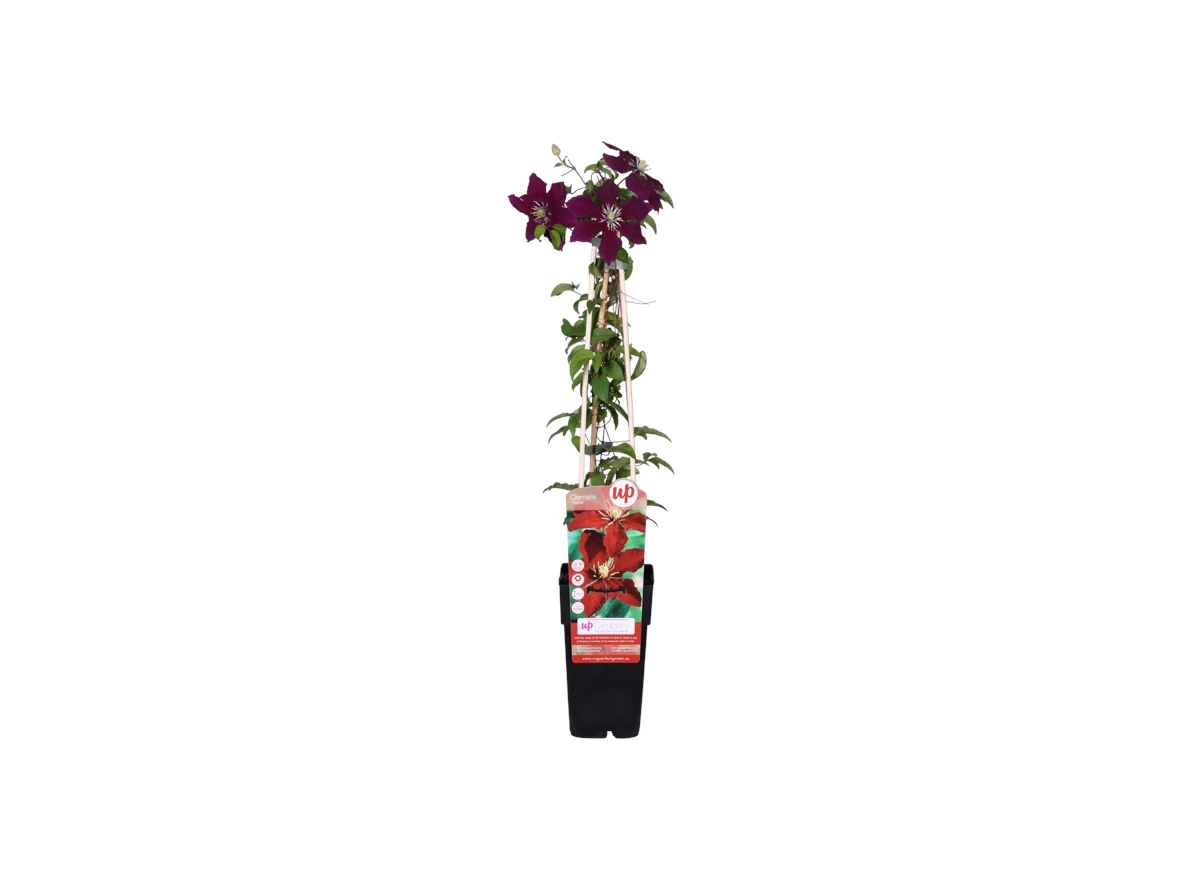 Clematis Niobe.png