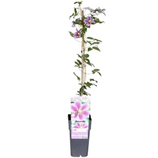 Clematis-Piilu.jpg