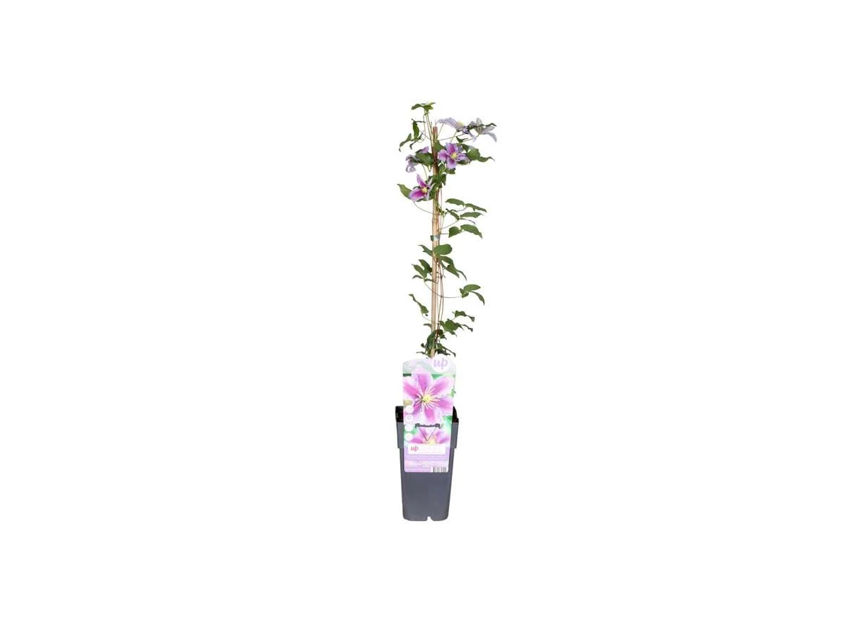 Clematis-Piilu.jpg