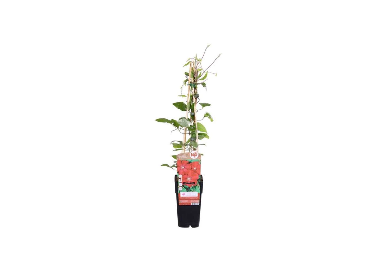 Clematis Rouge Cardinal.jpg