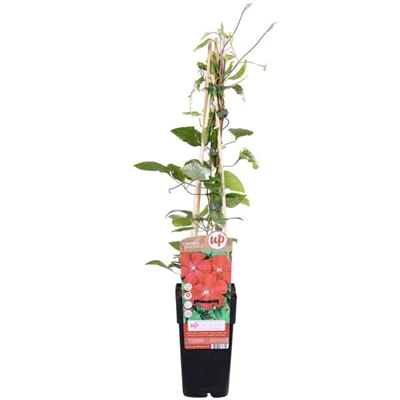 Clematis Rouge Cardinal.jpg
