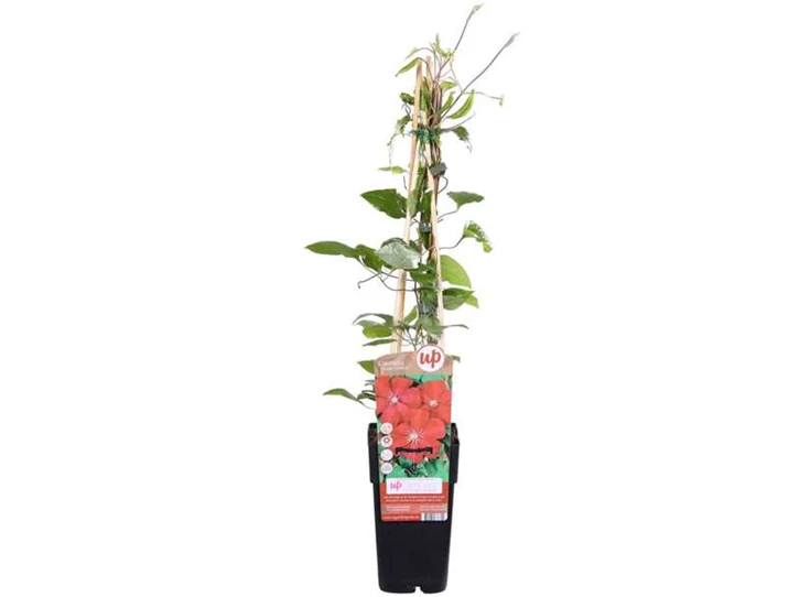 Clematis Rouge Cardinal.jpg