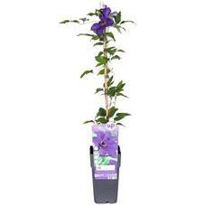 Clematis-The-President.jpg