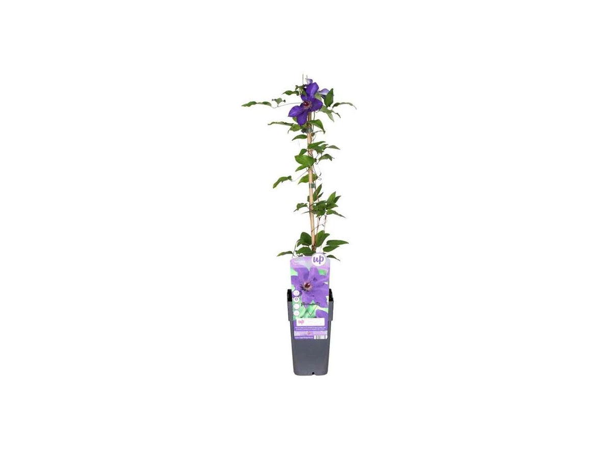 Clematis-The-President.jpg