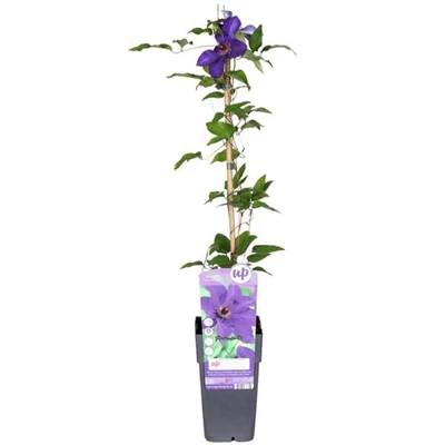 Clematis-The-President.jpg