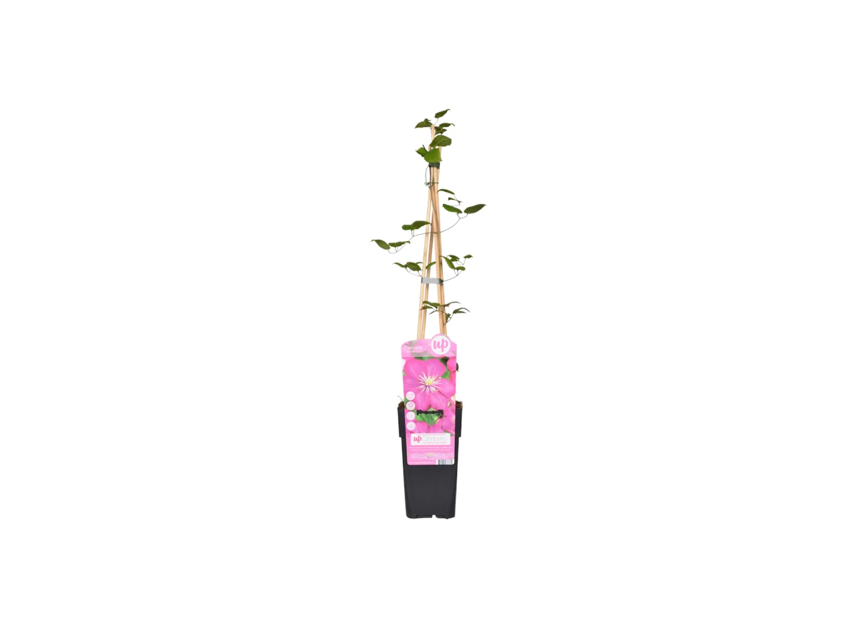 Clematis-Ville-de-Lyon.png