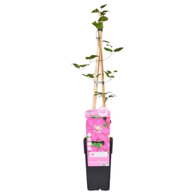 Clematis-Ville-de-Lyon.png