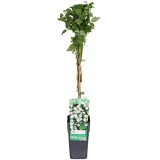 Clematis Vitalba.jpg