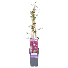 Clematis-Warszawska-Nike.png