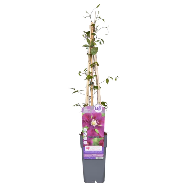 Clematis-Warszawska-Nike.png