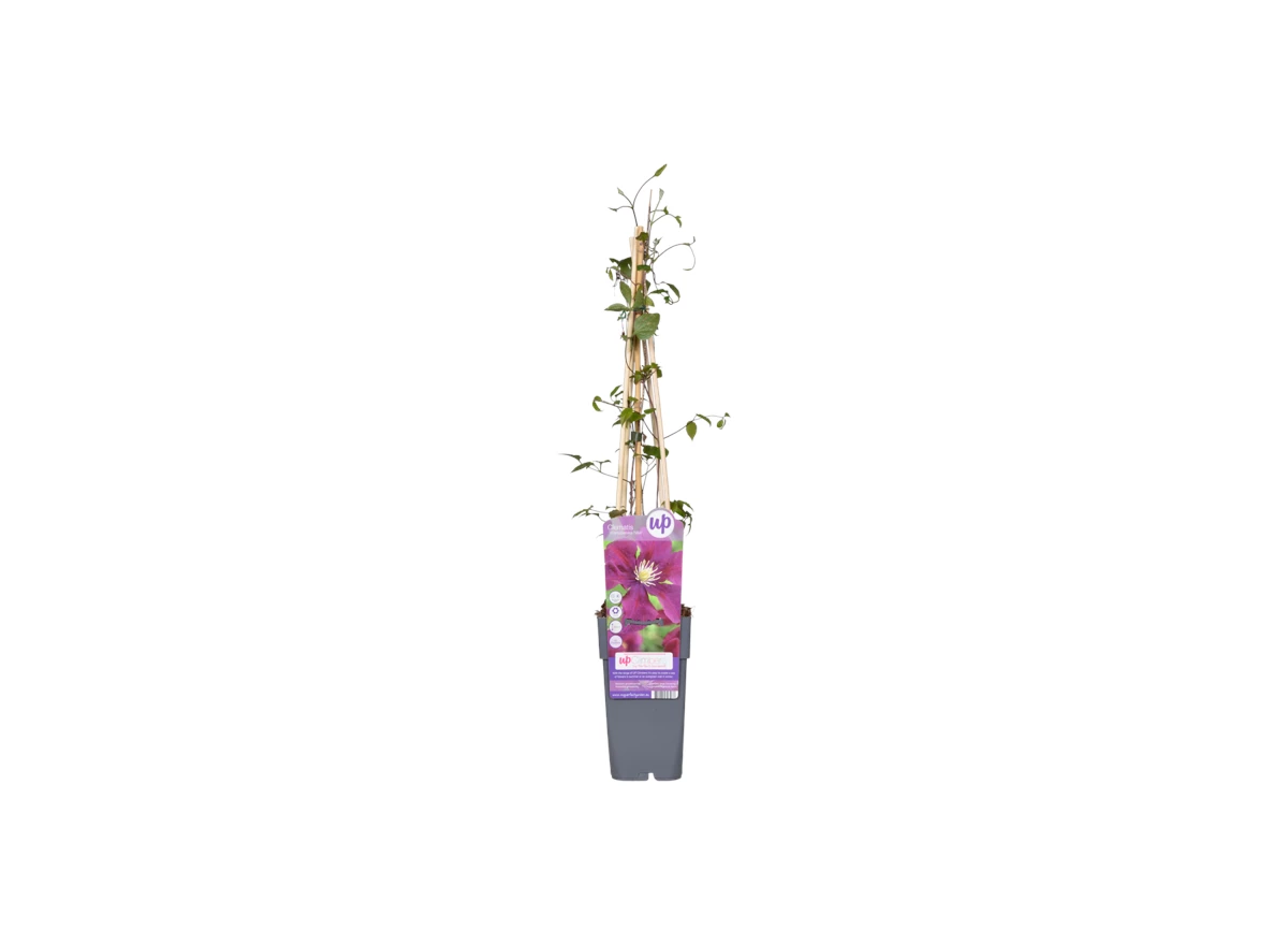 Clematis-Warszawska-Nike.png