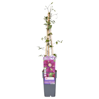 Clematis-Warszawska-Nike.png